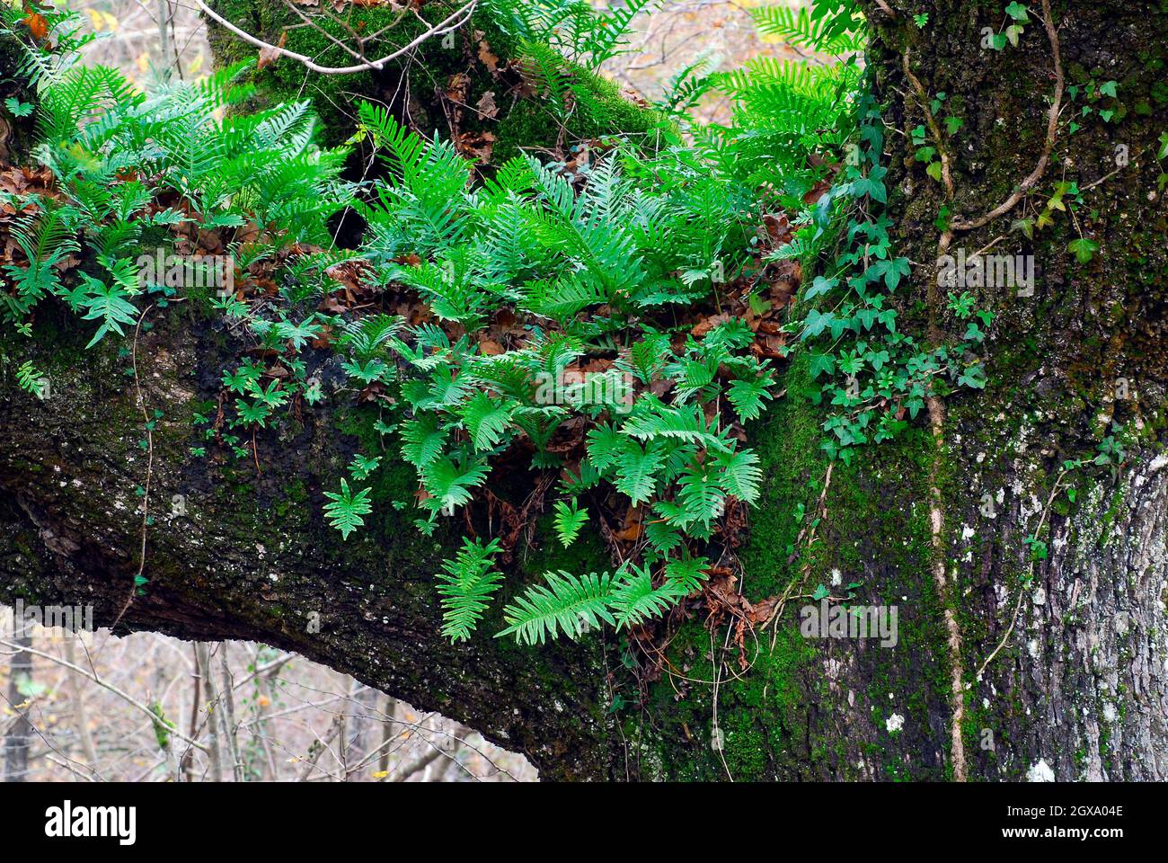 The southern polypodium fern (Polypodium cambricum) on a tree trunk Stock Photo