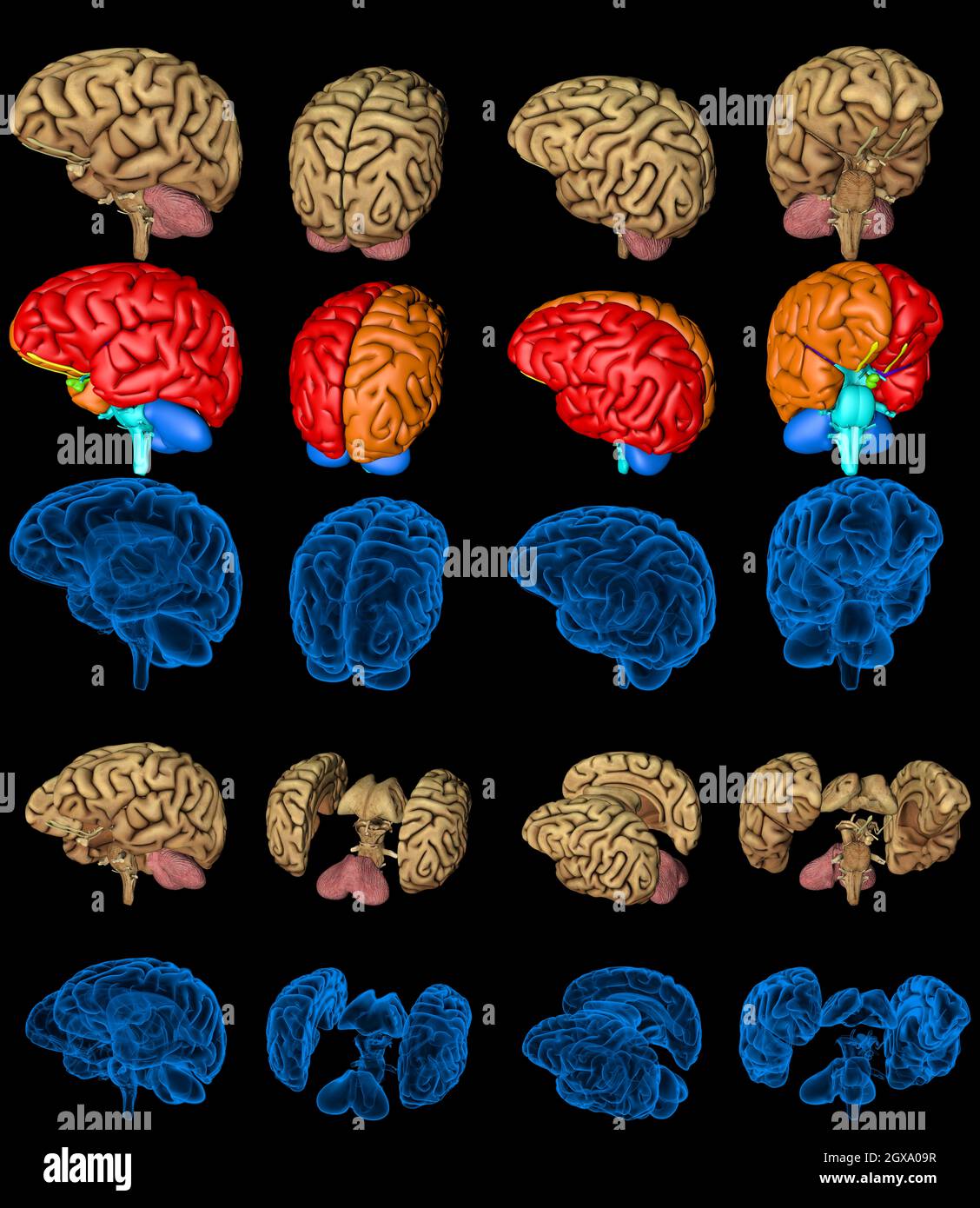 Set of isolated brain renders - whole and split with x-ray examination style image and different colored functional zones, intellect concept - cg 100 Stock Photo