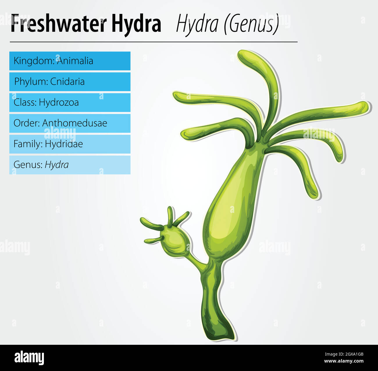 Freshwater hydra Stock Vector