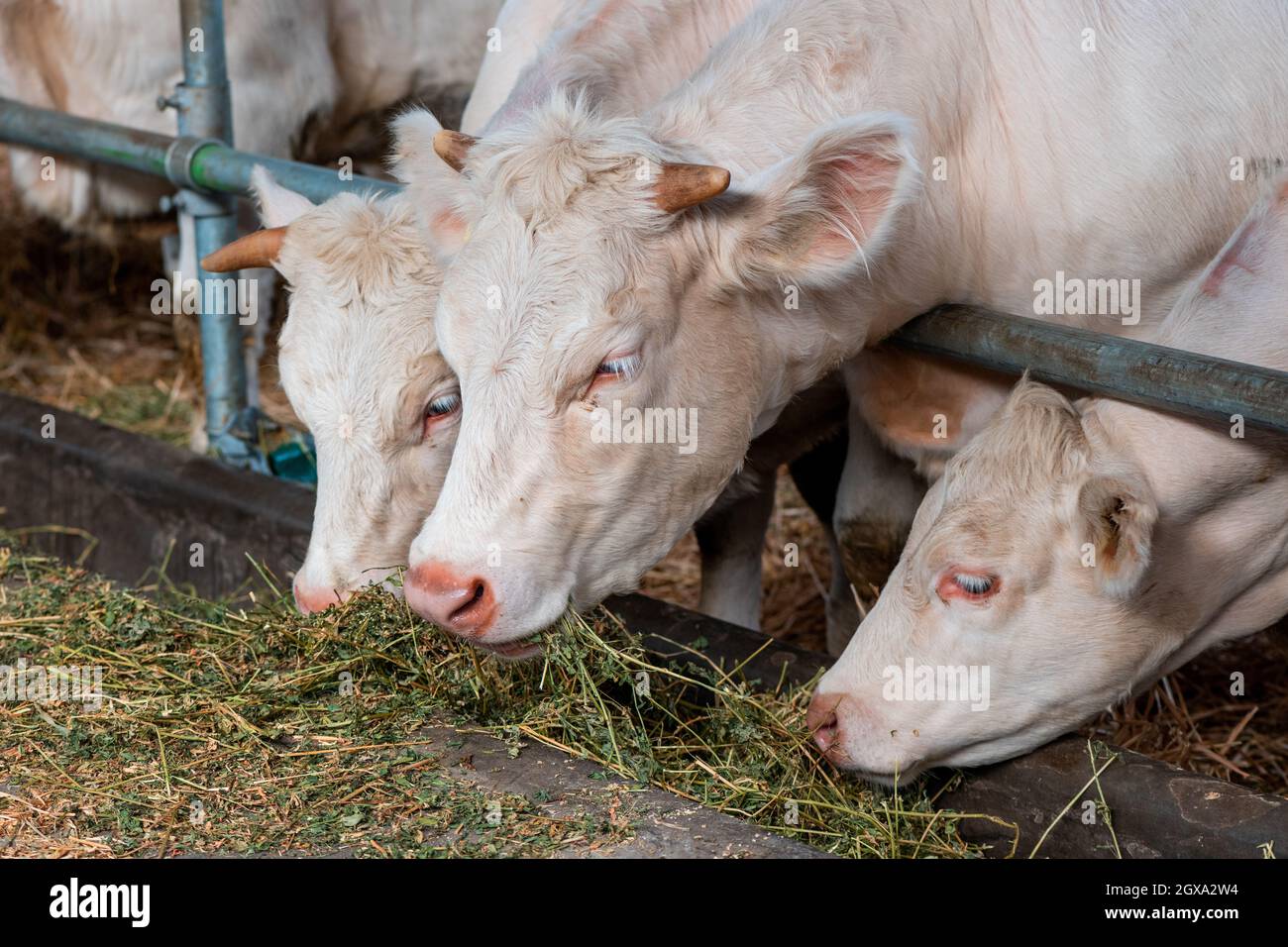 Blonde d'Aquitaine cattle cows on dairy farm, domestic animal husbandry Stock Photo