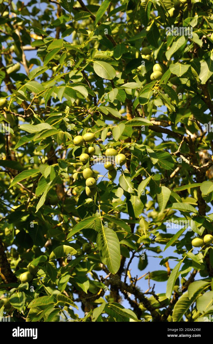 Walnut tree dordogne hires stock photography and images Alamy