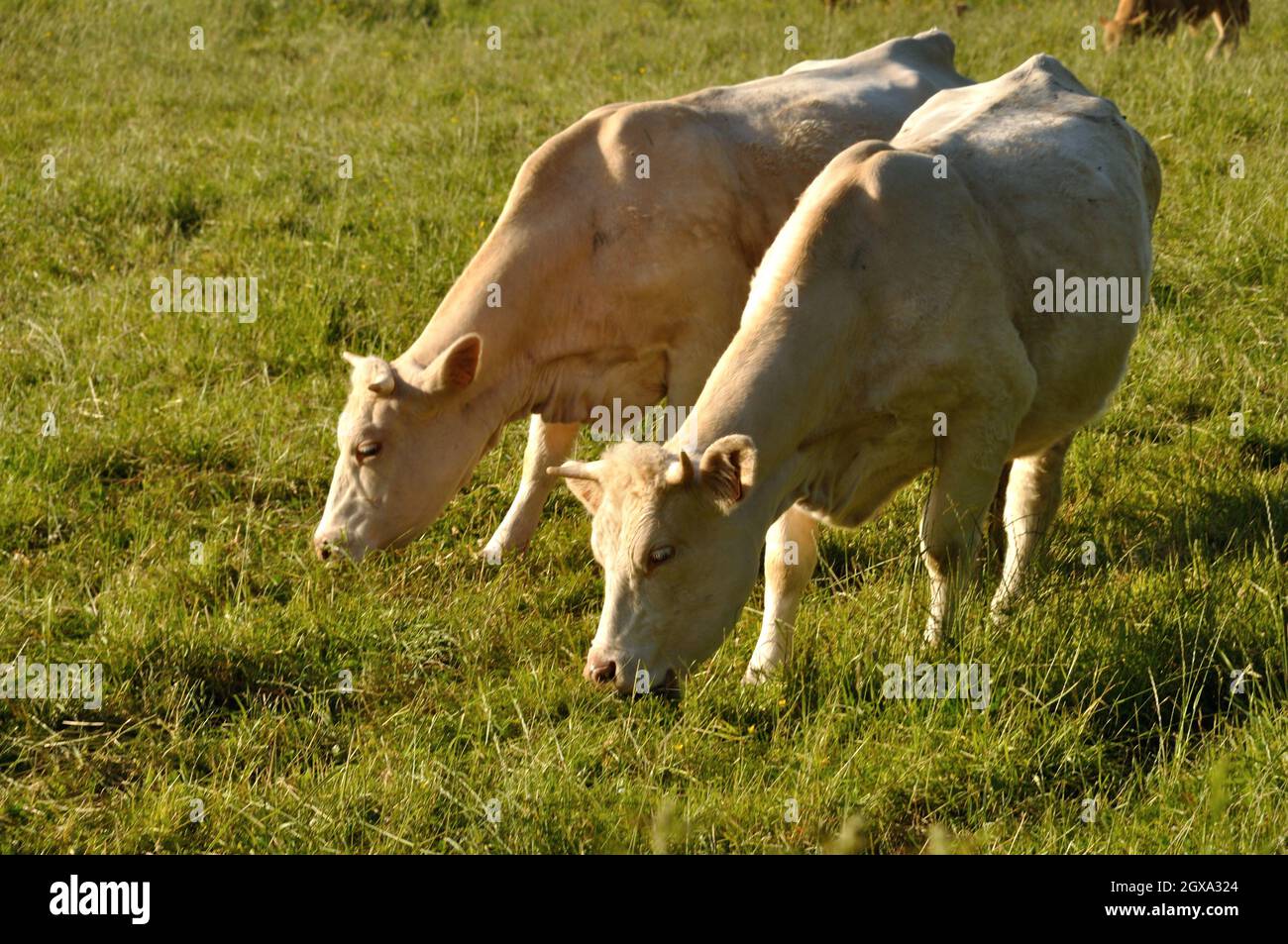 Norman cow hi res stock photography and images Alamy Norman cow hi res stock photography and images Alamy