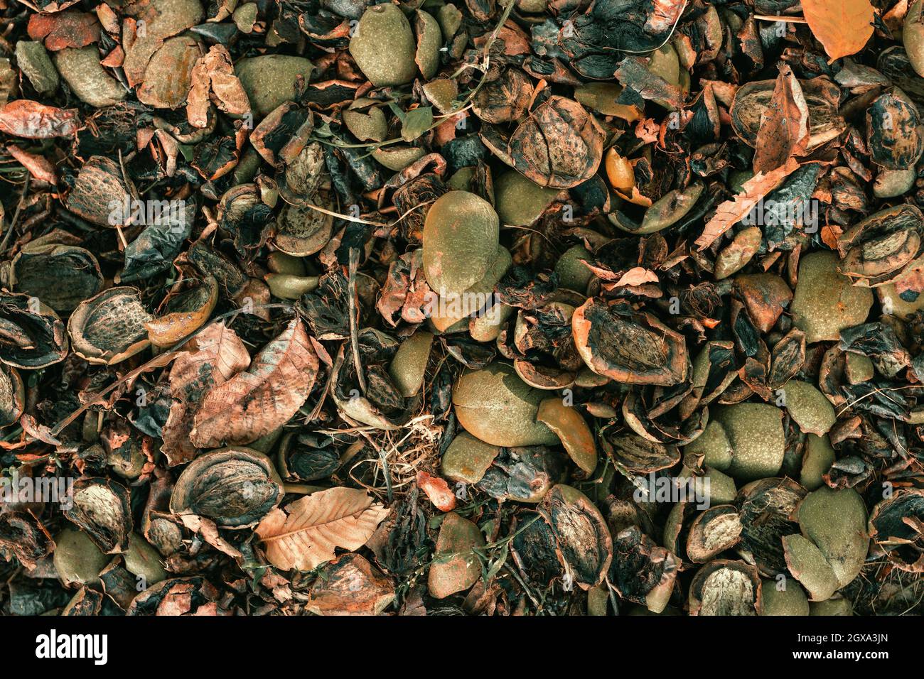 Walnut husk skin on the ground as background, organic pattern Stock Photo