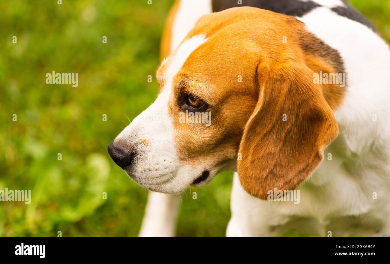 Beagle dog outdoors portraitof tricolor breed Stock Photo Alamy
