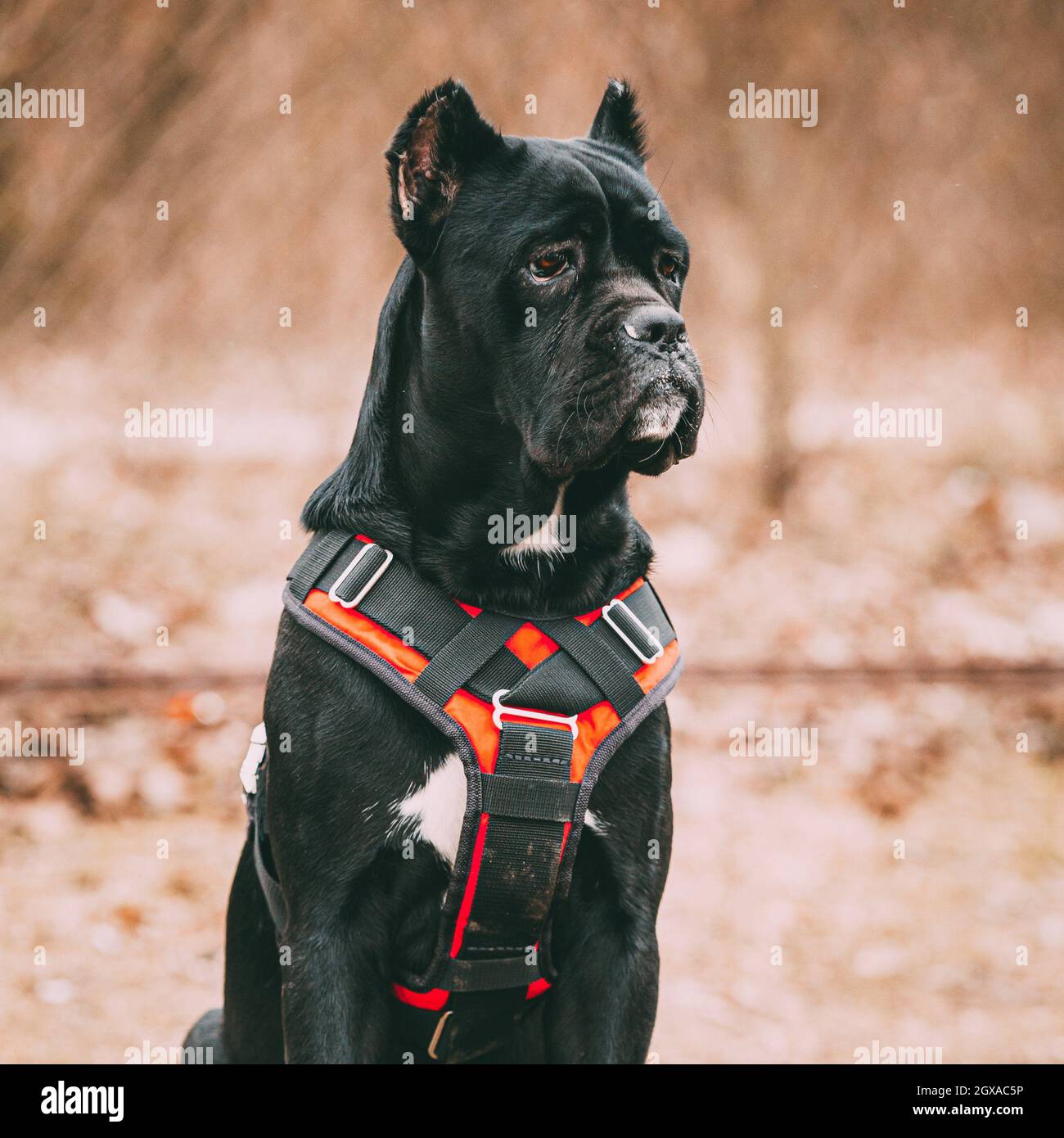 Black Young Cane Corso Puppy Dog Wears In Special Clothes Sitting