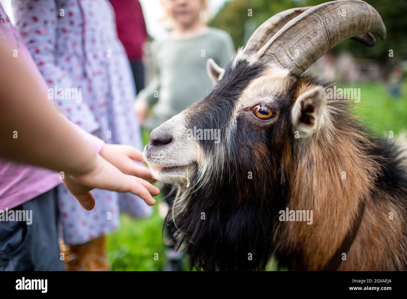 27 September 2021, Lower Saxony, Löningen: A goat is petted by children on a farm. Nature, animals and lots of fresh air - many families have spent their summer holidays on a holiday farm. Lower Saxony farms are also popular destinations for the coming autumn holidays. Photo: Sina Schuldt/dpa Stock Photo