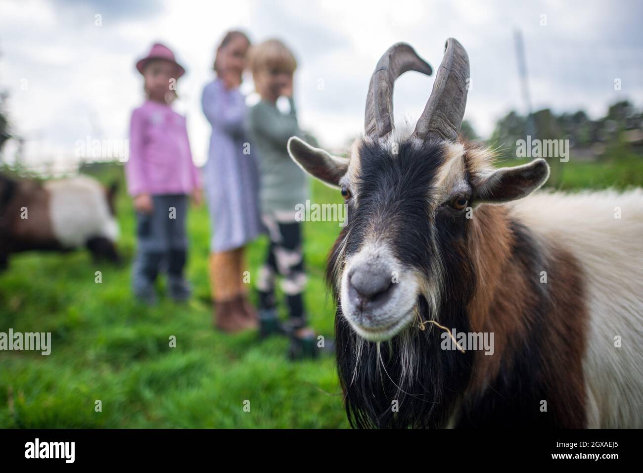 27 September 2021, Lower Saxony, Löningen: Children look at the goats on a farm. Nature, animals and lots of fresh air - many families have spent their summer holidays on a holiday farm. Lower Saxony farms are also popular destinations for the coming autumn holidays. Photo: Sina Schuldt/dpa Stock Photo