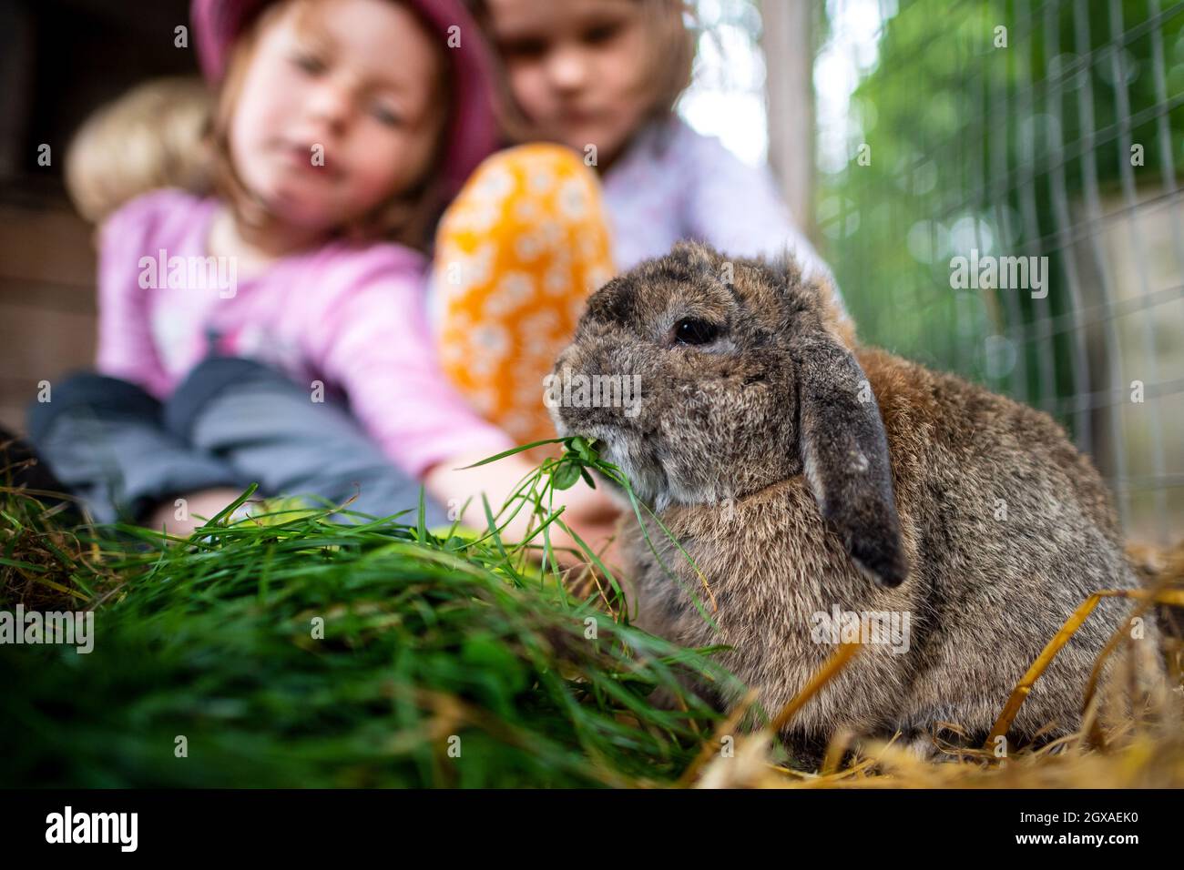 27 September 2021, Lower Saxony, Löningen: A rabbit is fed grass by children on a farm. Nature, animals and lots of fresh air - many families have spent their summer holidays on a holiday farm. Lower Saxony's country farms are also popular destinations for the coming autumn holidays. Photo: Sina Schuldt/dpa Stock Photo