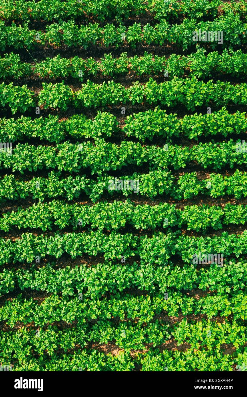 Potato Field Texture High Resolution Stock Photography and Images - Alamy