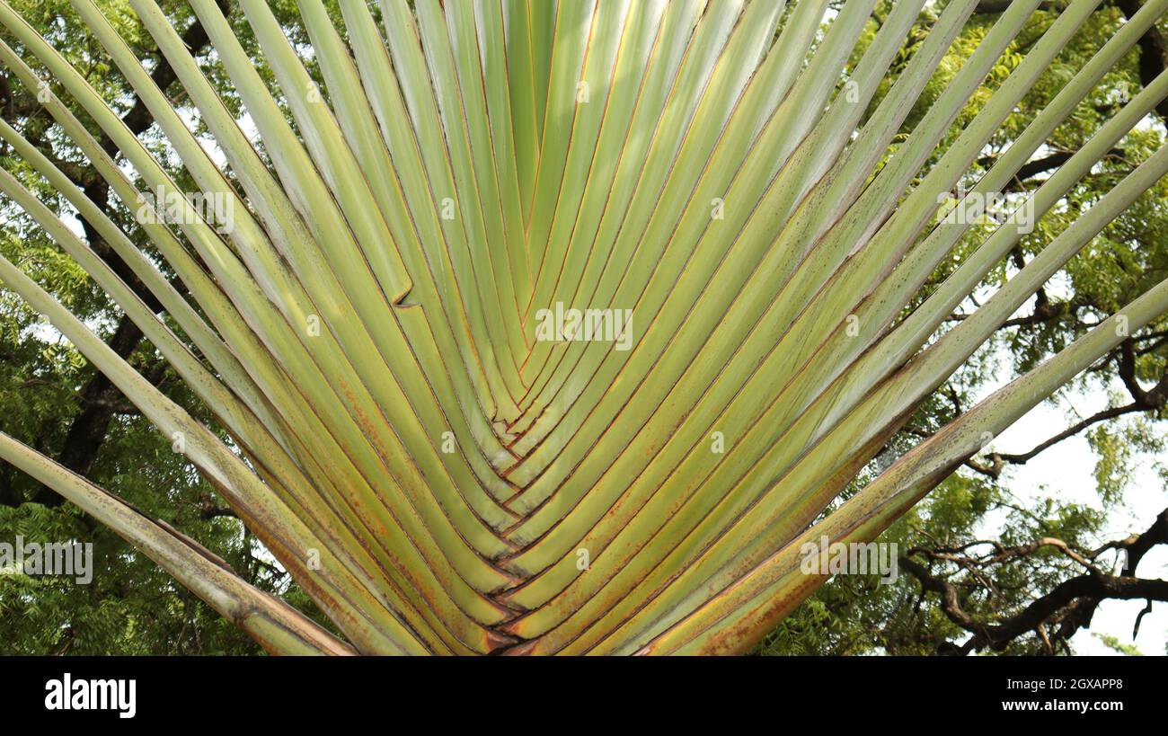 Branches of palm trees hires stock photography and images Alamy