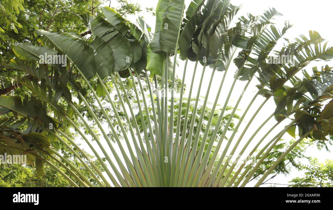 Long branches of palm trees in the form of a fan Stock Photo Alamy