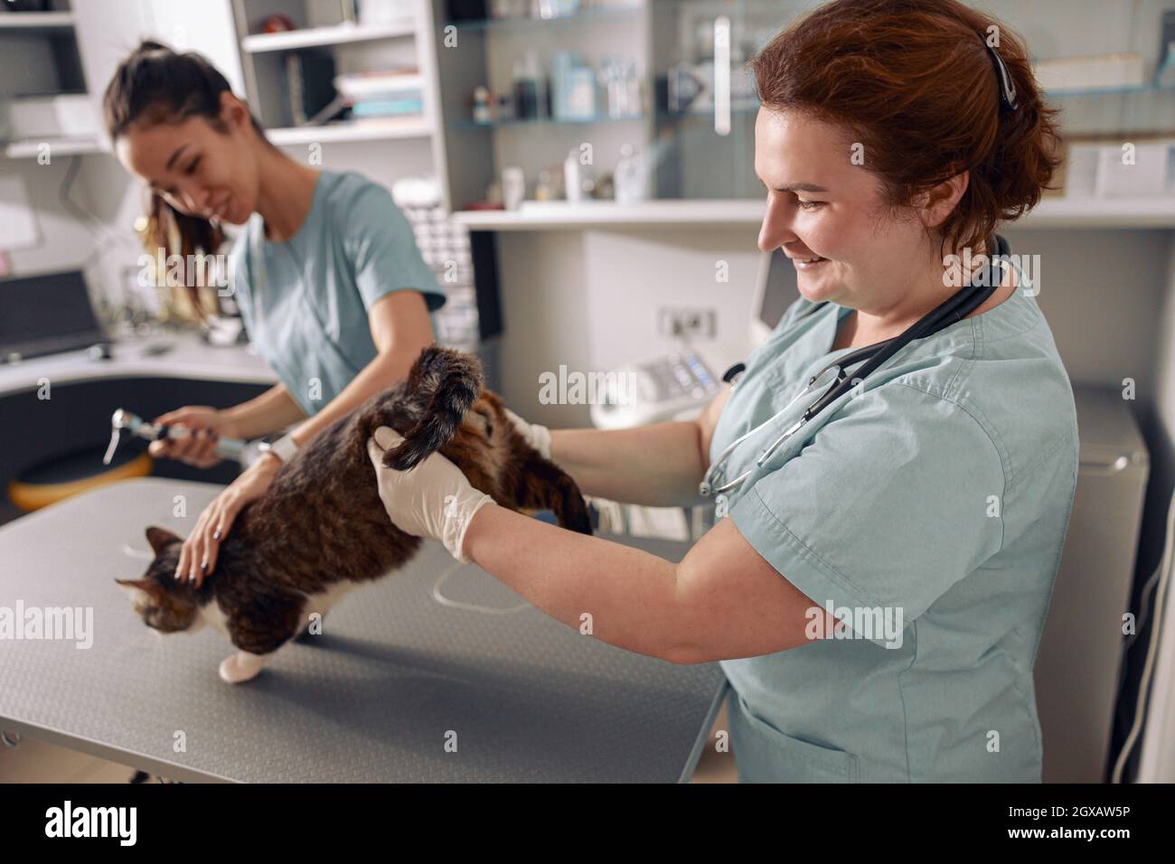 Veterinarian in uniform and gloves examines back of tabby cat with Asian nurse in office Stock Photo