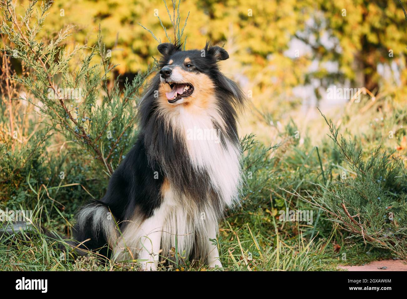 Rough Collie, lassie, Dog Stock Photo - Alamy