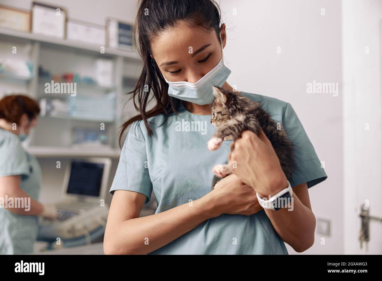 Positive Asian veterinarian holds adorable kitten in modern clinic office Stock Photo