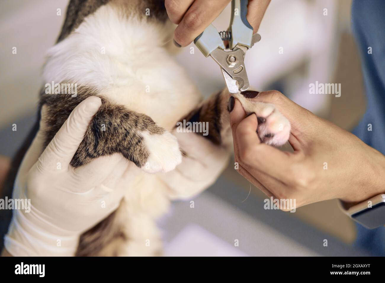 Careful veterinarian with nurse cut cat claws with sharp clipper in modern clinic Stock Photo