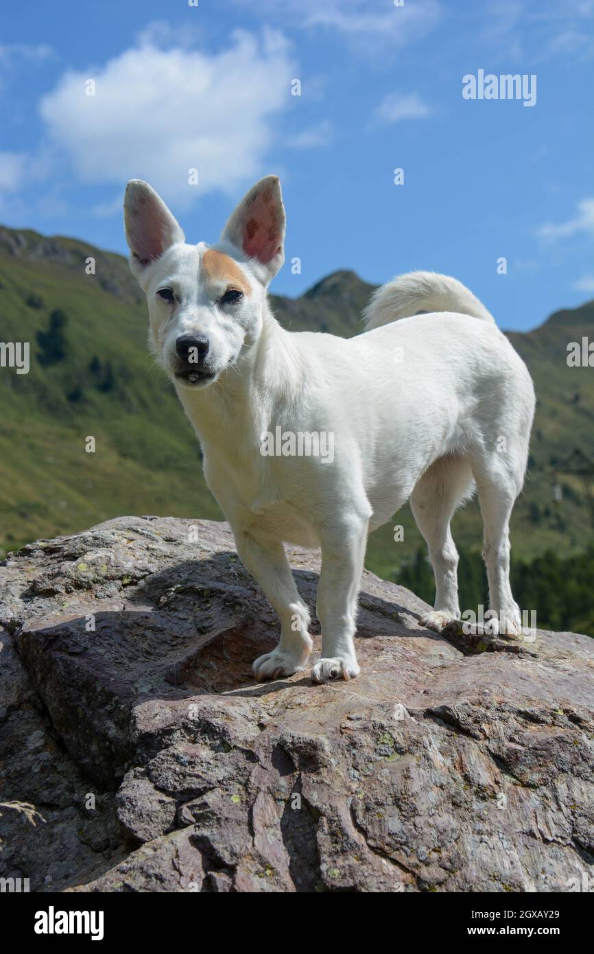 jack Russell dog free spirit Stock Photo Alamy