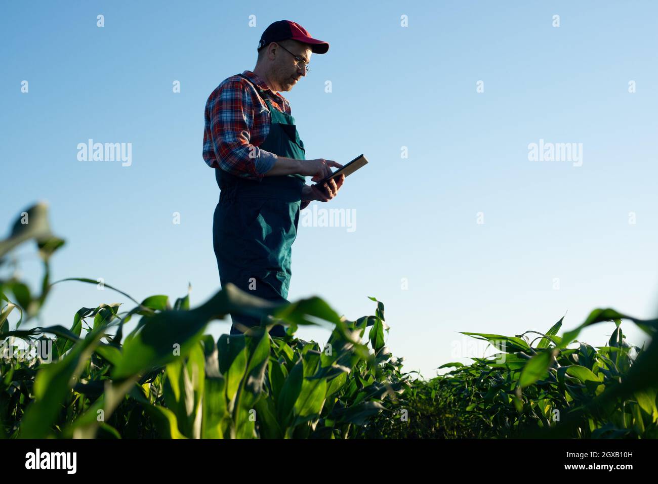 Caucasian middle age farm worker using tablet computer at maize field. Stock Photo