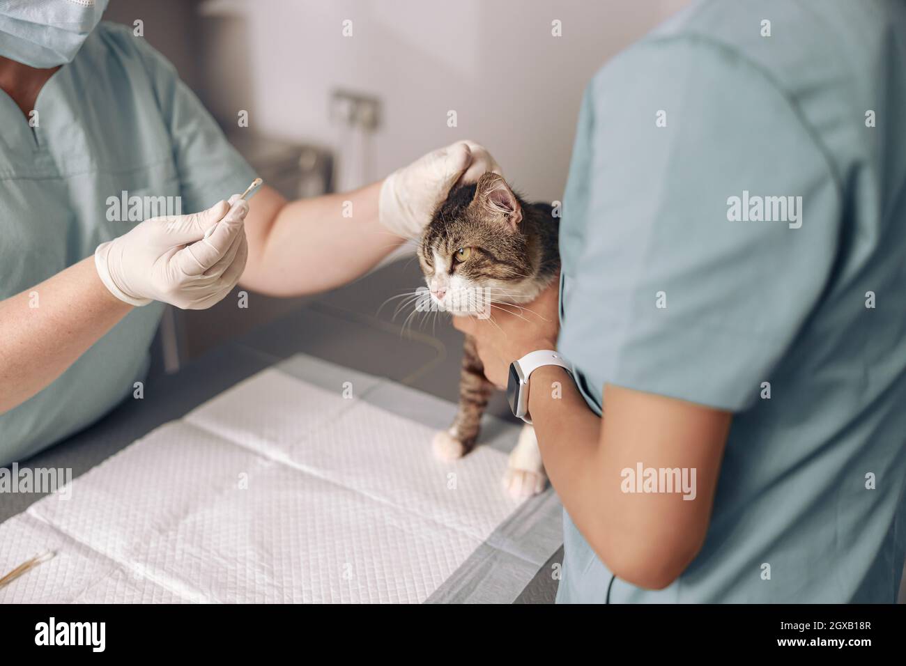 Veterinarian conducts ear cleaning procedure to tabby cat with nurse in