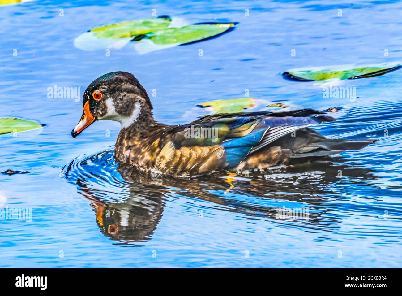 Juvenile Male Wood Duck Carolina Duck Aix Sponsa Perching Duck Juanita Bay Park Lake Washington