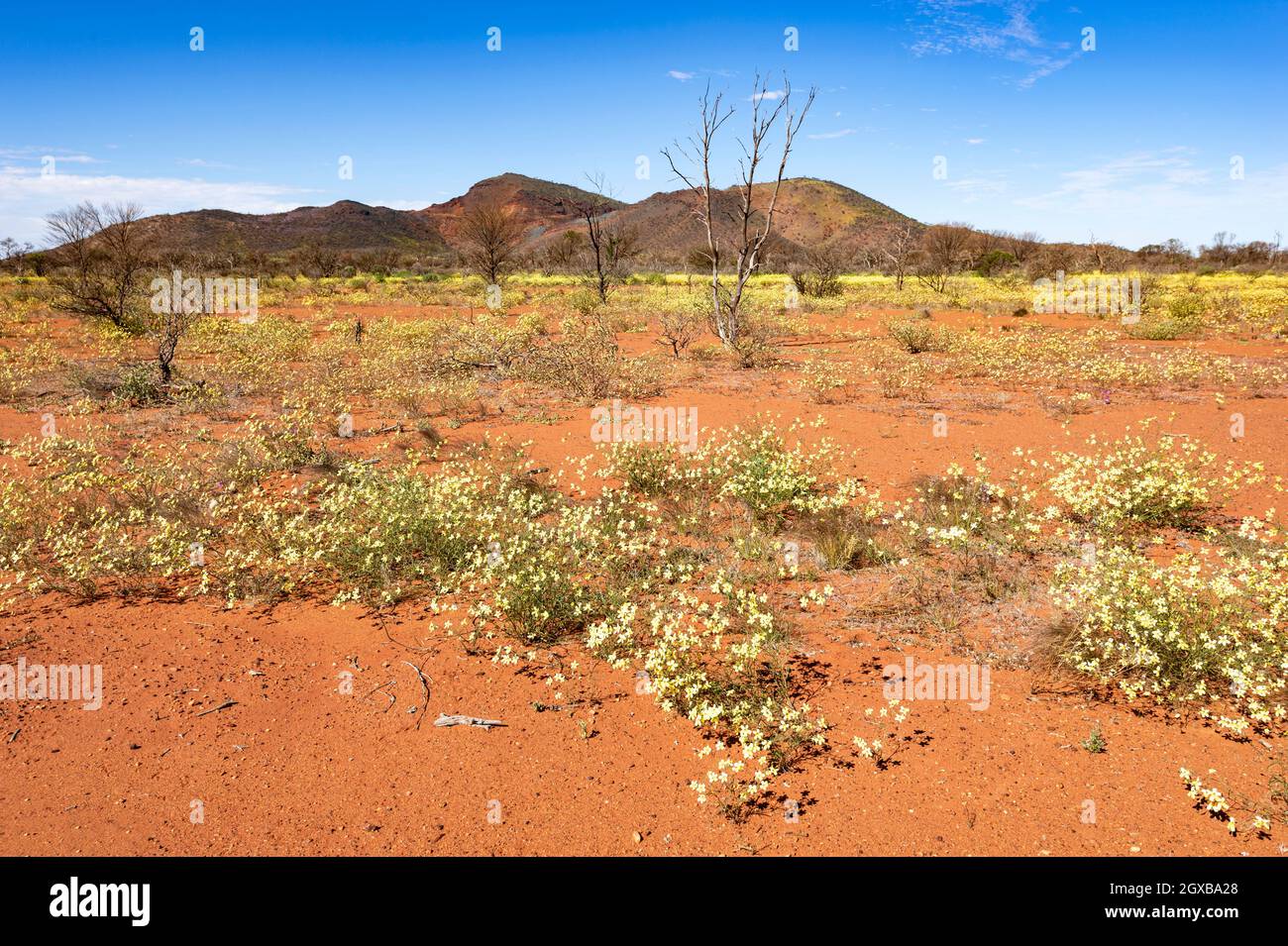spectacular-display-of-yellow-wildflowers-during-desert-bloom-in-spring