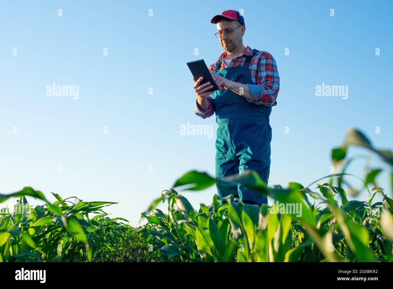Caucasian middle age farm worker using tablet computer at maize field. Stock Photo
