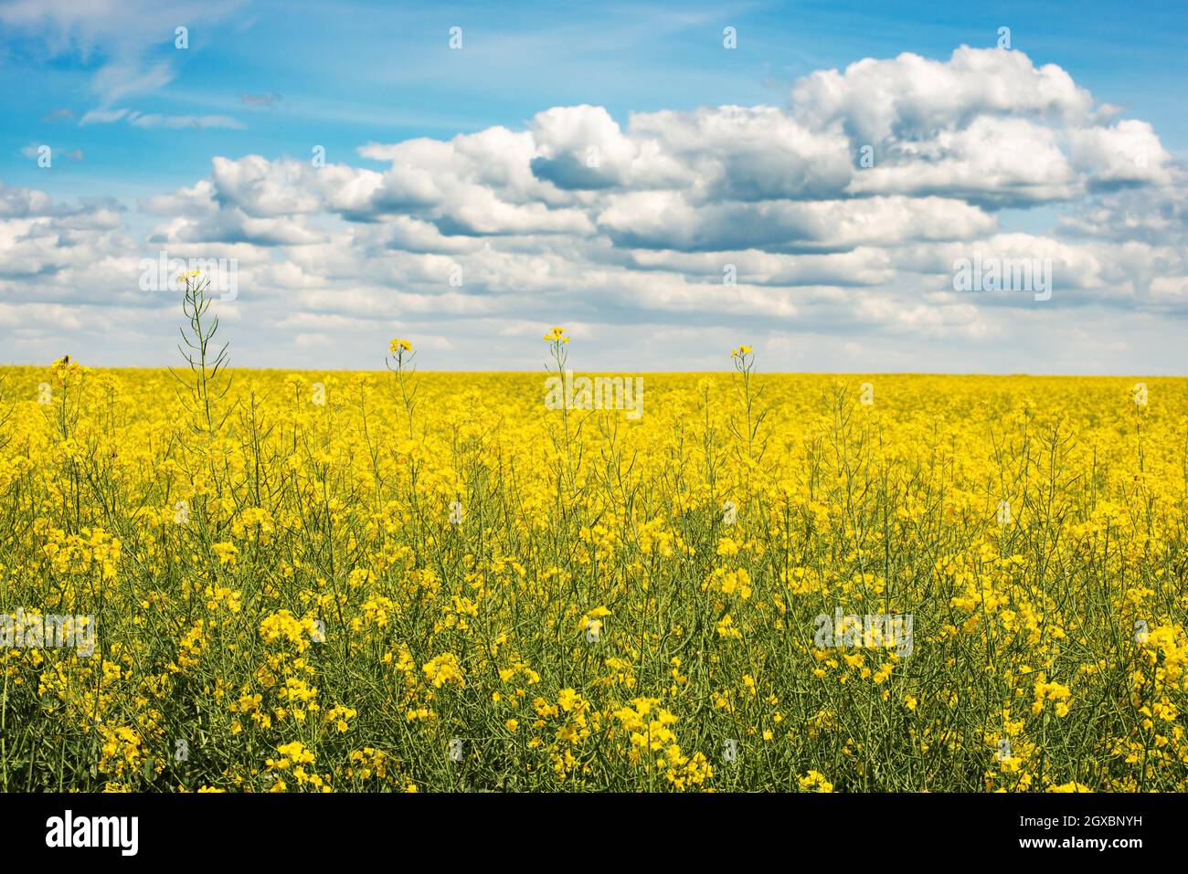 Oilseed canola field under cloudy sky summer sunny day. Stock Photo