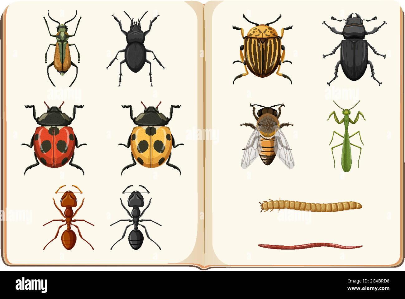 Entomology list of insect collection Stock Vector
