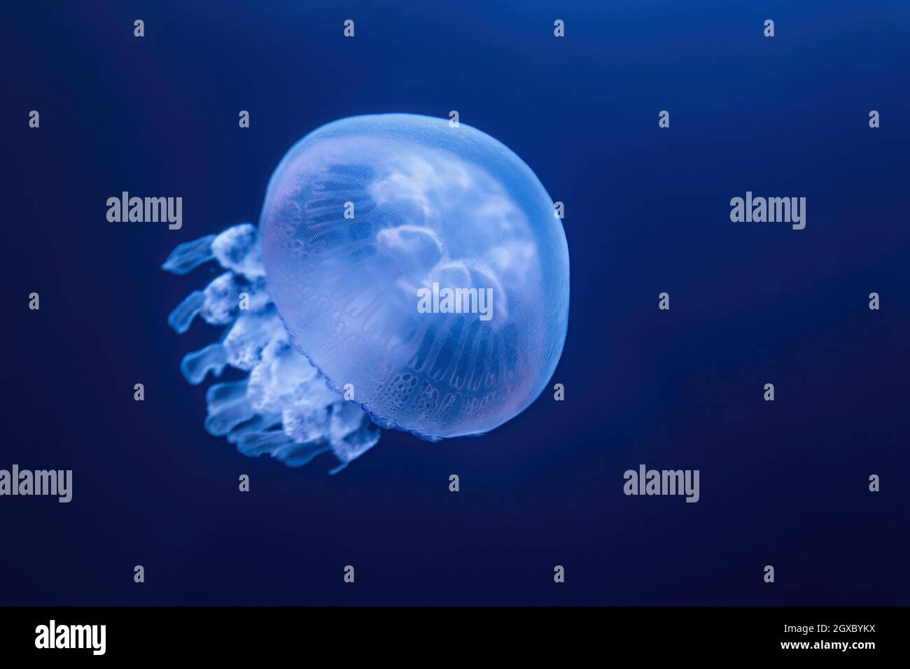 Barrel jellyfish (rhizostoma pulmo) Stock Photo
