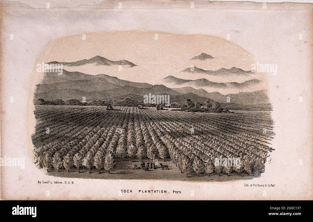 A coca plantation in Peru in which stands an armed man and his dogs. Lithograph after Lieut. L. Gibbon. -Gibbon, L., Lieutenant. P.S. Duval & Co. Stock Photo