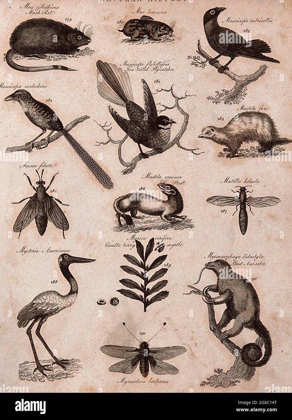 Above, a musk rat, a lemming, three birds and a weasel (mustela); below, three insects, a stoat, a bird, a sprig and fruits of myrtle, and an ant Stock Photo