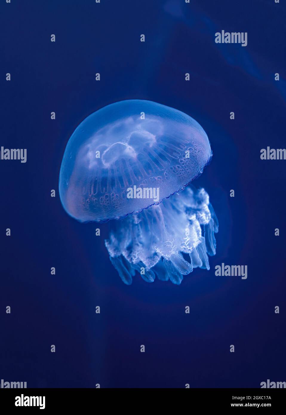 Barrel jellyfish (rhizostoma pulmo) Stock Photo