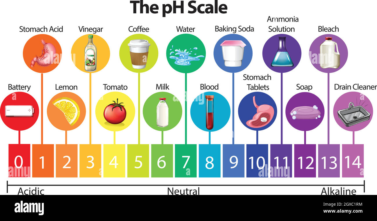 The Science pH Scale Stock Vector