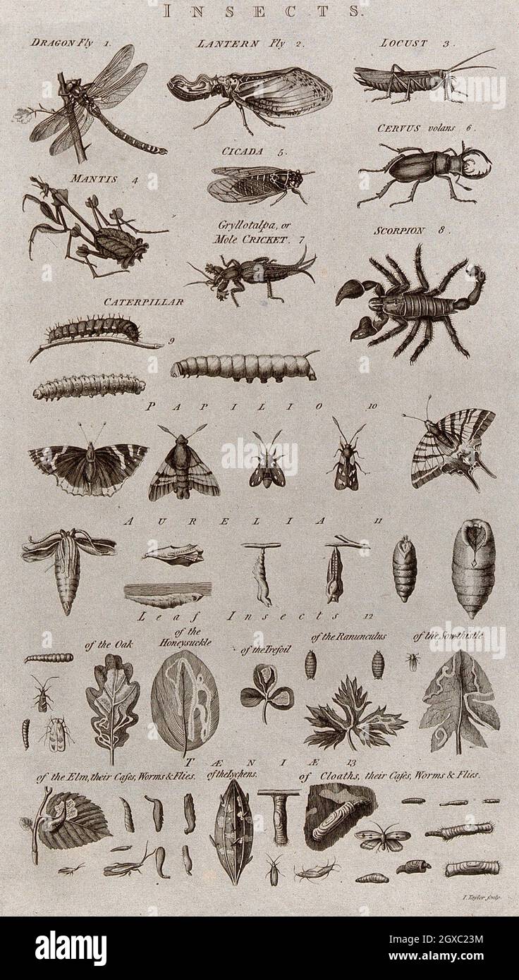A variety of insects including the dragon fly, the lantern fly, the cricket  and the caterpillar. Etching by I. Taylor. - Contributors Taylor, I Stock  Photo - Alamy