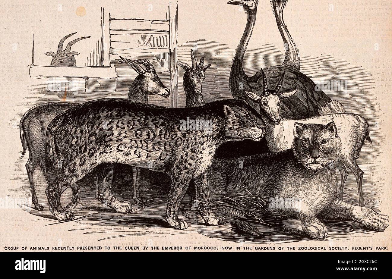 Zoological Society of London: a variety of animals, including a lion, a goat and a tiger. Wood engraving. - Description The Zoological Society of Stock Photo