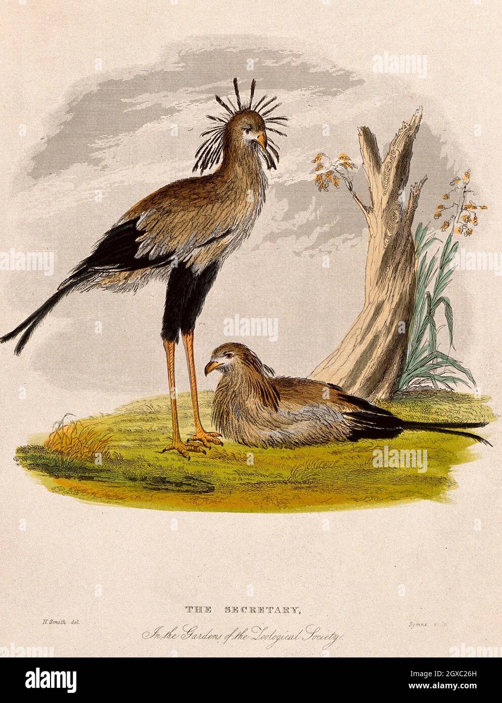 Zoological Society of London: two secretary birds. Coloured etching by Symns after H. Smith. - Description The Zoological Society of London, a Stock Photo