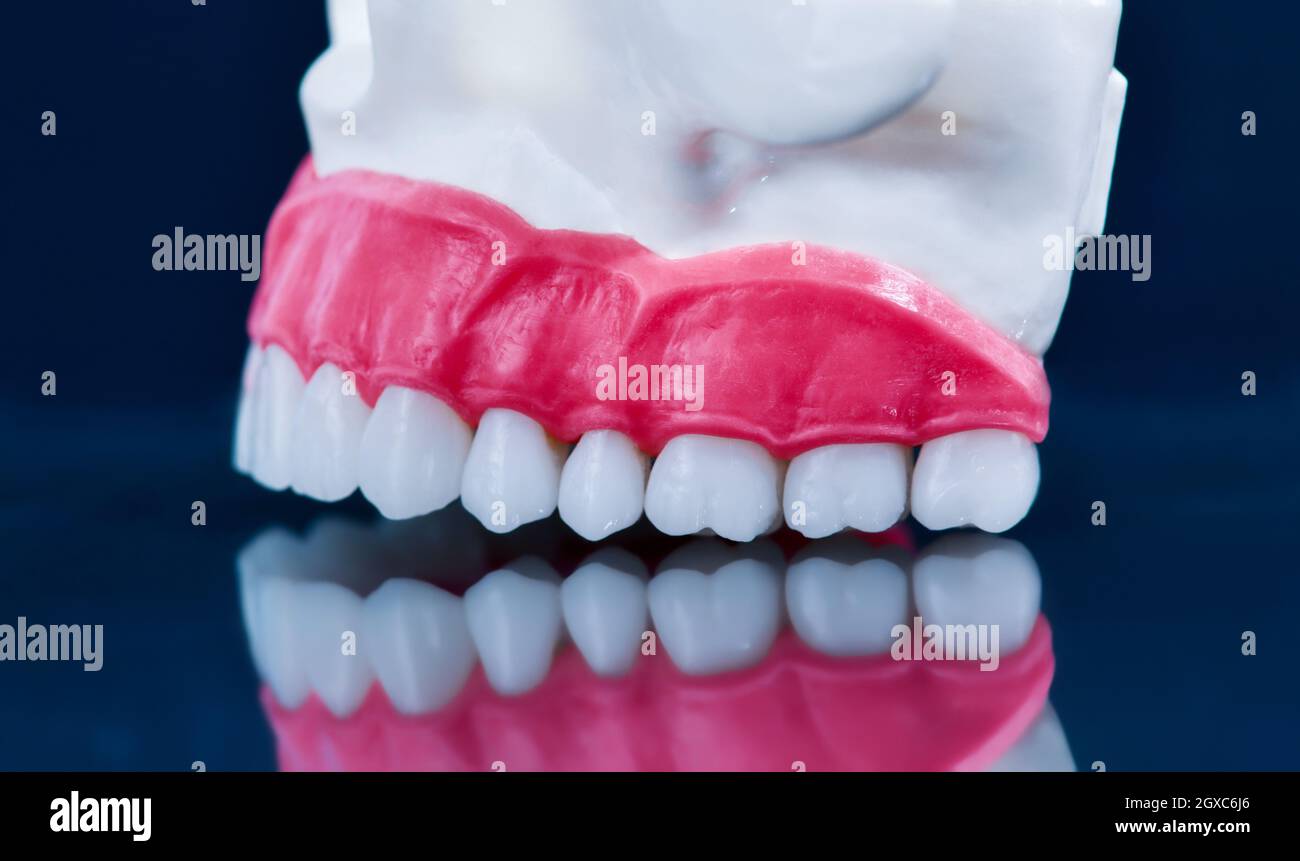 Upper human jaw with a reflection on the glass anatomy model medical ...