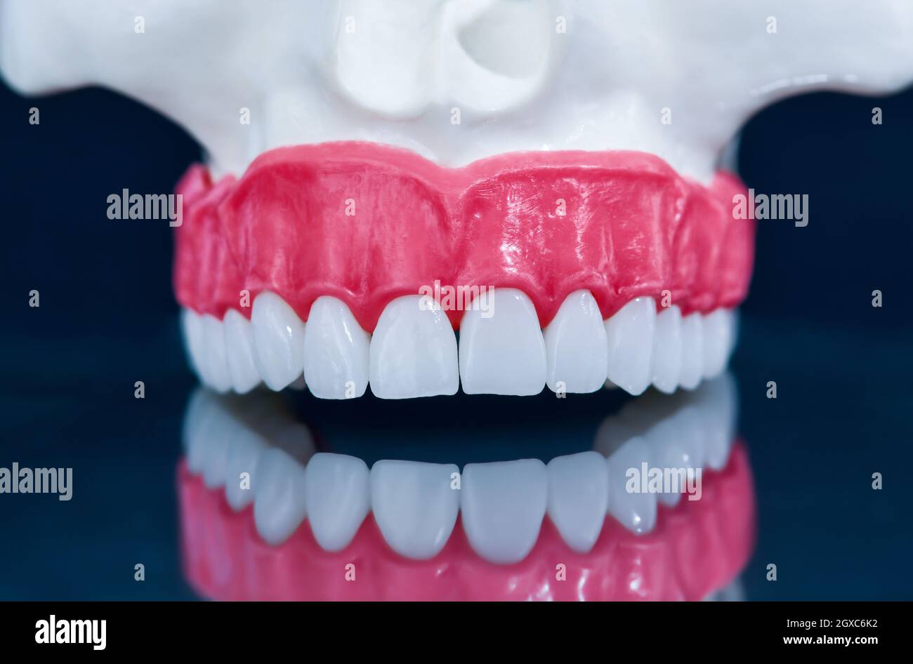 Upper human jaw with a reflection on the glass anatomy model medical ...