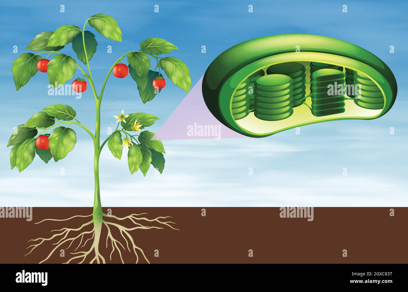Plant cell anatomy Stock Vector