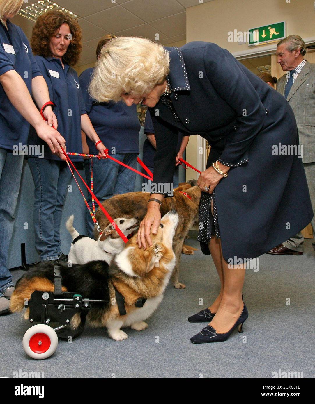 Camilla, Duchess of Cornwall bends to stroke paralysed Misty during a visit to the