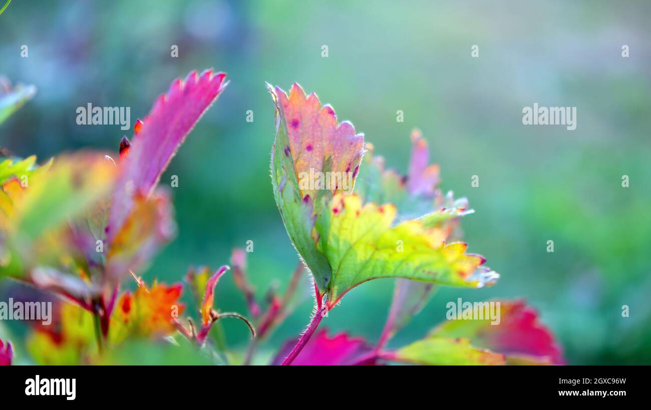 strawberry leaves in the garden, in summer Stock Photo - Alamy