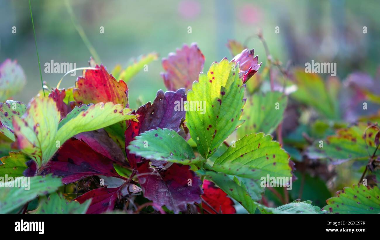 strawberry leaves in the garden, in summer Stock Photo - Alamy