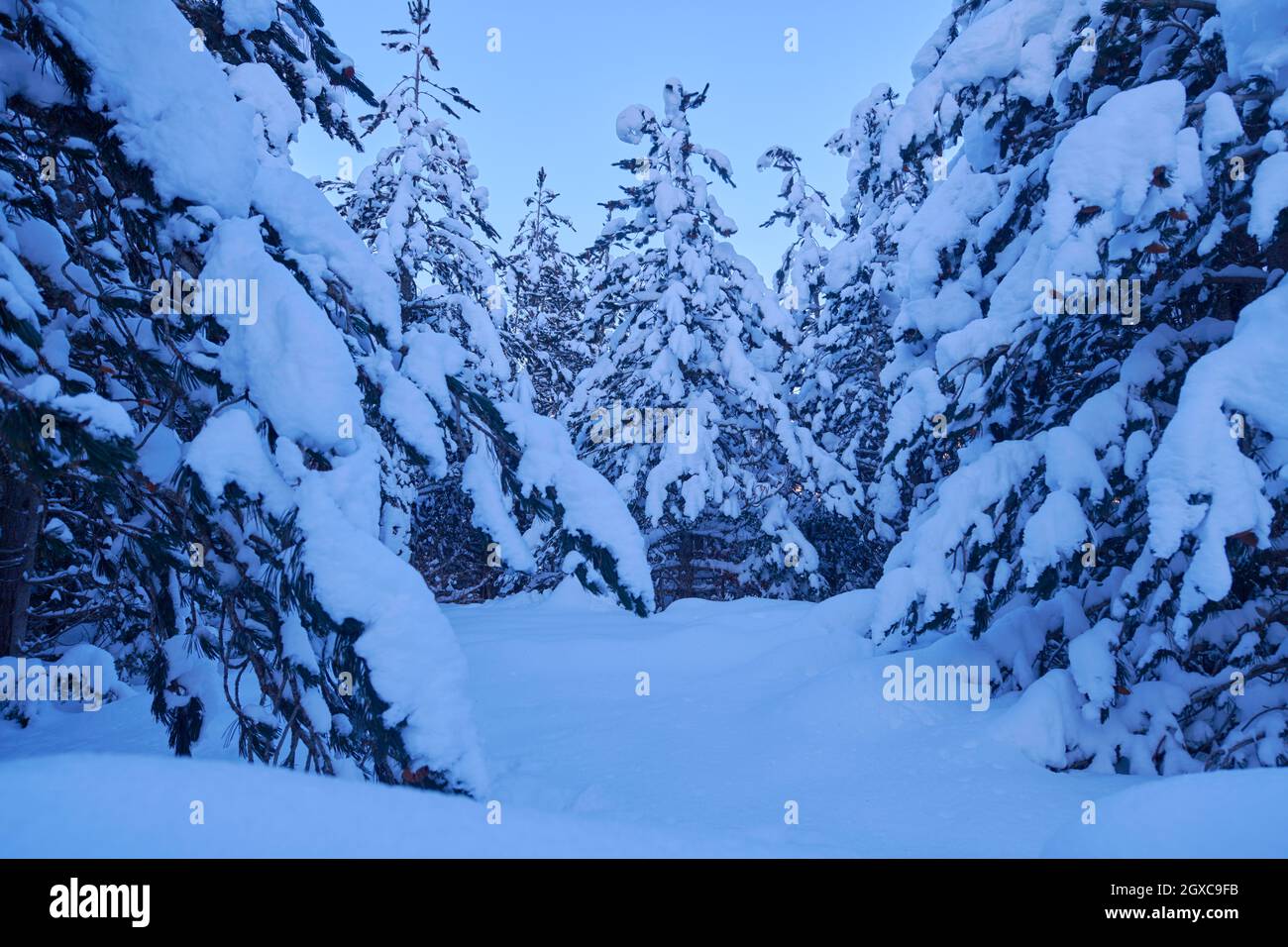winter night landscape nature forest with fresh snow covered trees and ...