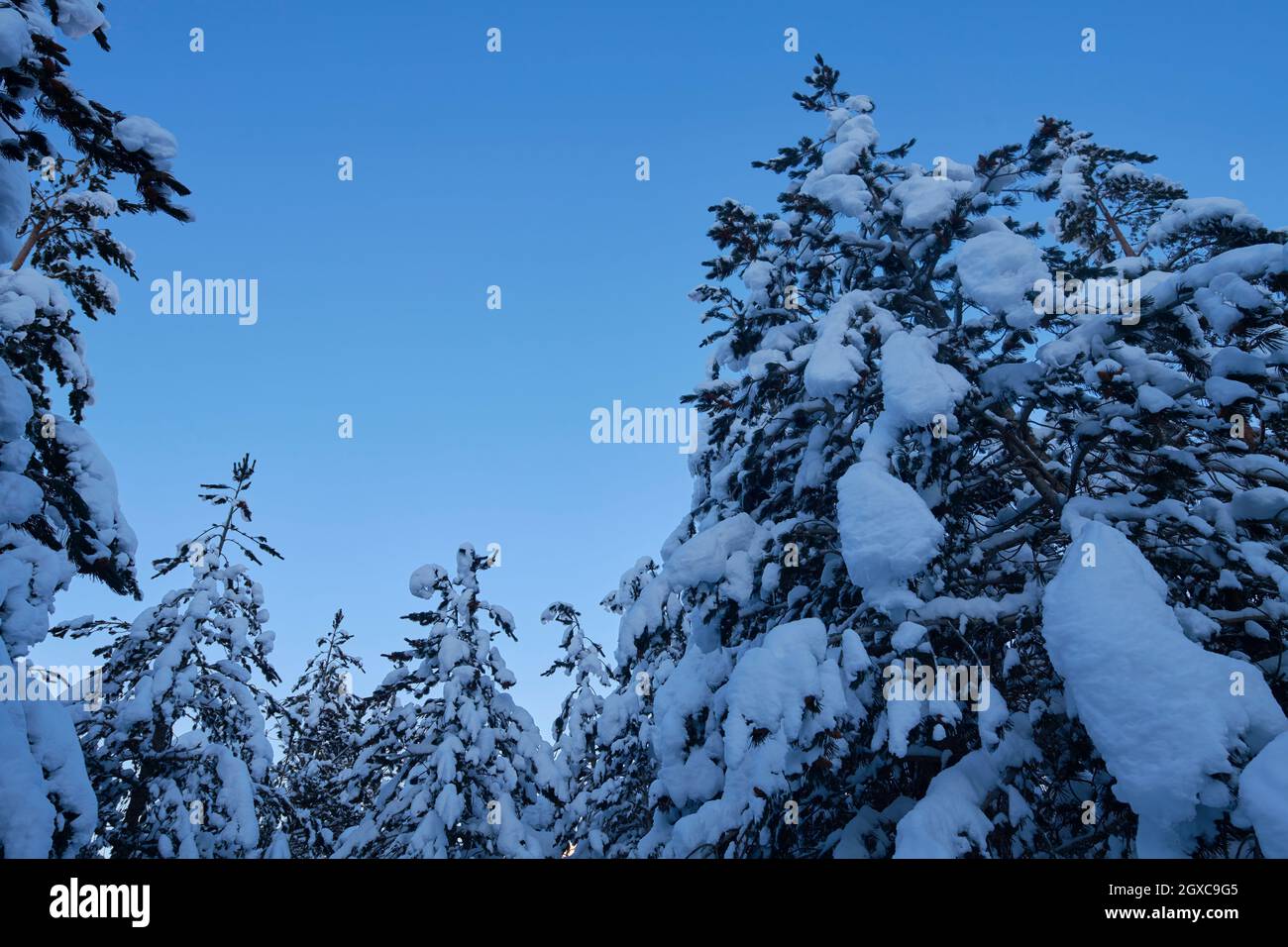 winter night landscape nature forest with fresh snow covered trees and ...