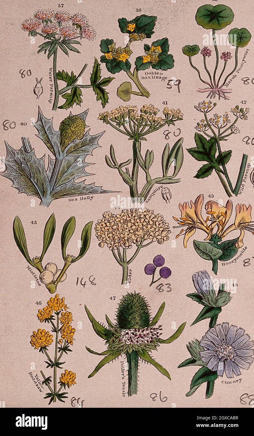 Twelve British wild flowers with their common names. Coloured engraving
