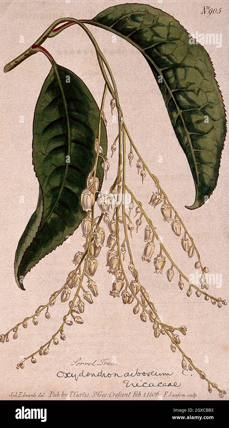 Tree sorrel or sourwood (Oxydendrum arboreum) flowering stem. Coloured