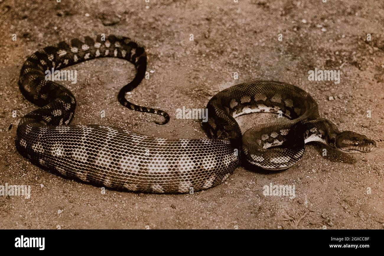 Australian snake: a diamond python (Python spilotes). Photograph, 1900/1920. - Lettering Python spilotes Publication/Creation 1900-1920 Physical Stock Photo