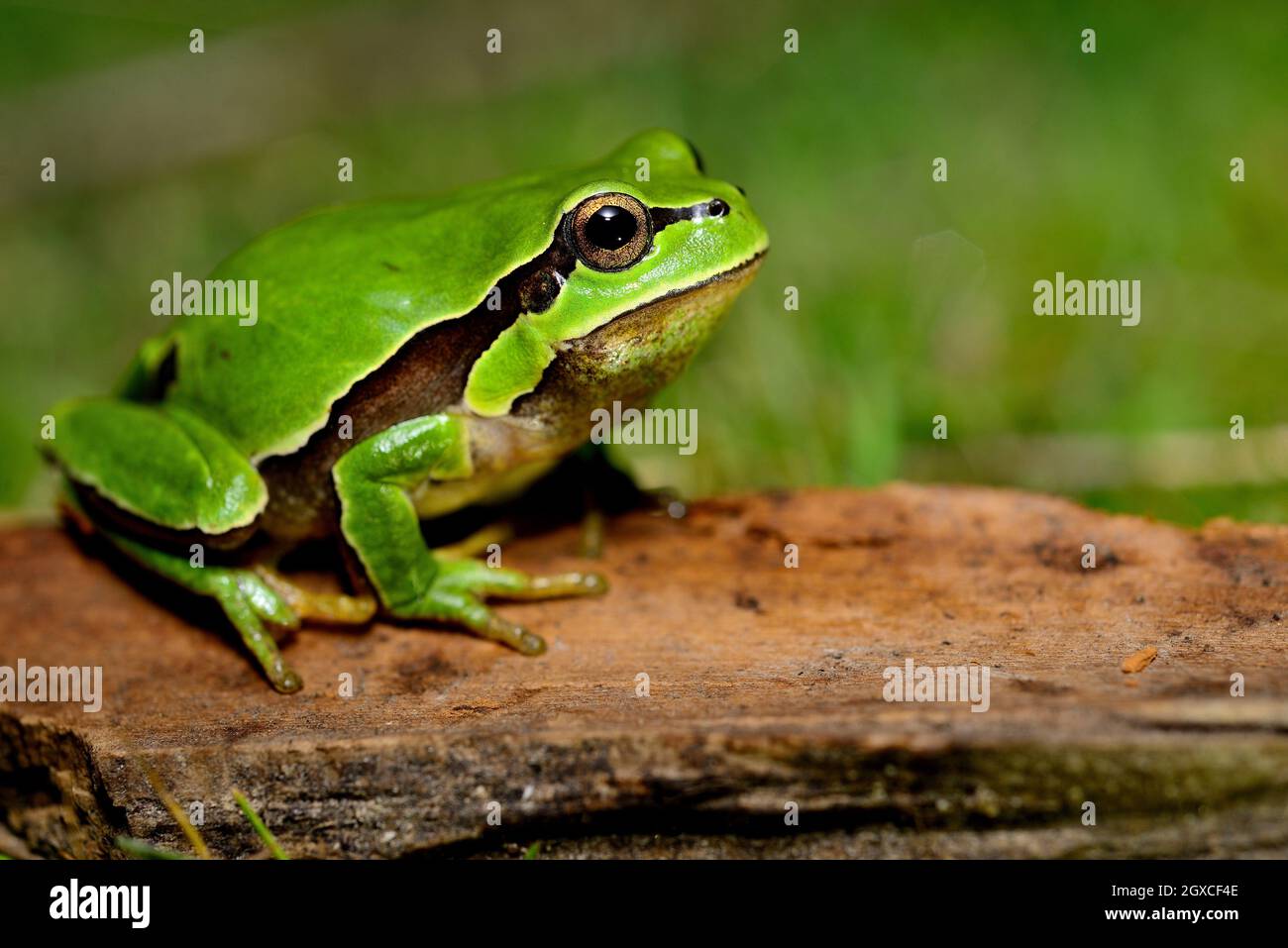 Spanish green tree frog Hyla molleri in a pond of Valdemanco ...