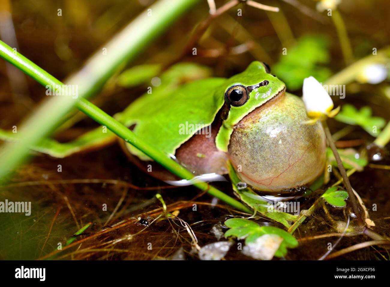 Spanish green tree frog Hyla molleri in a pond of Valdemanco ...