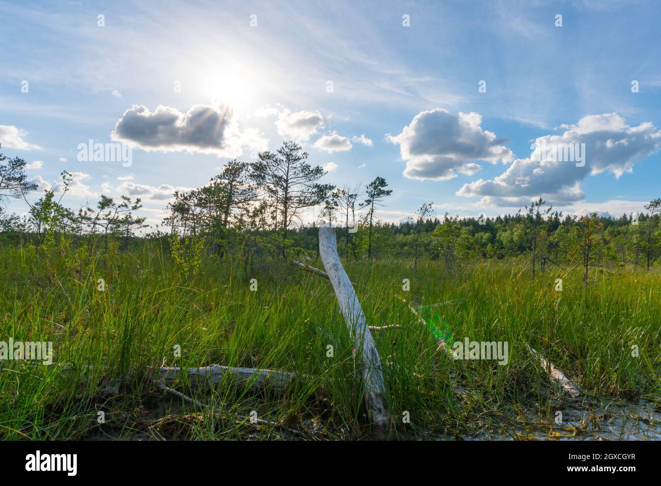 Summer landscape with marsh and sun Stock Photo