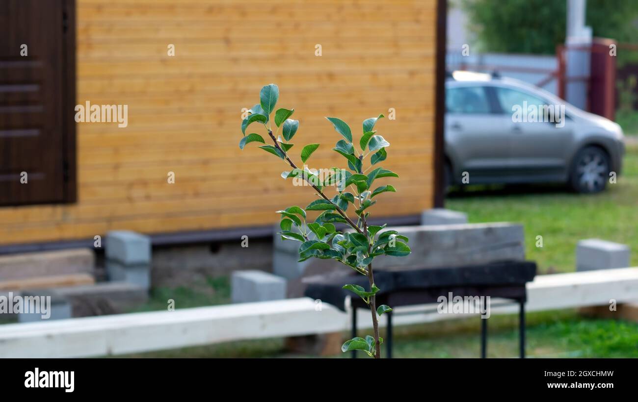 small apple tree in the garden, in summer Stock Photo